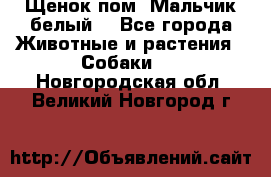 Щенок пом. Мальчик белый  - Все города Животные и растения » Собаки   . Новгородская обл.,Великий Новгород г.